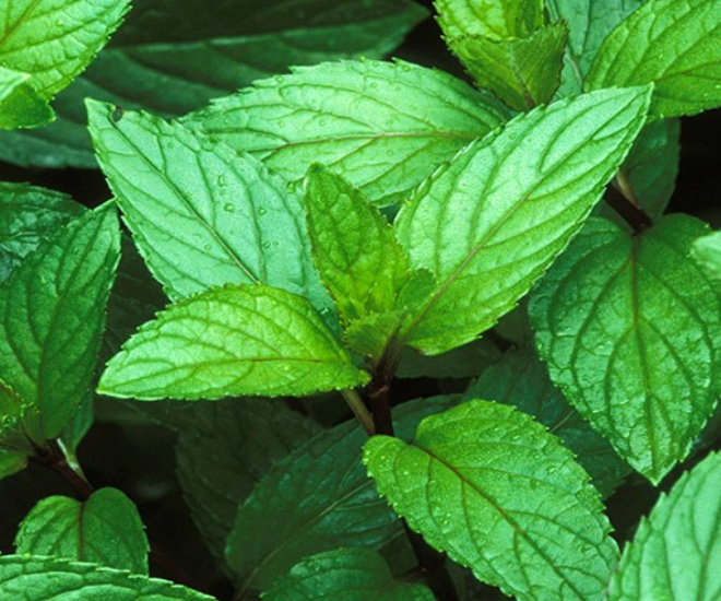 Pepper Mint