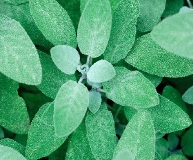 Sage